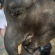 Imagen para el artículo titulado Un bebé elefante de un zoo en Tailandia muere días después de ser forzado a bailar para grupos de turistas